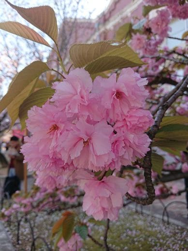 大阪造幣局