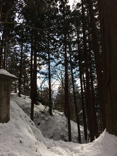 山門之後的杉林步道