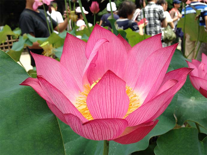 花葉之池