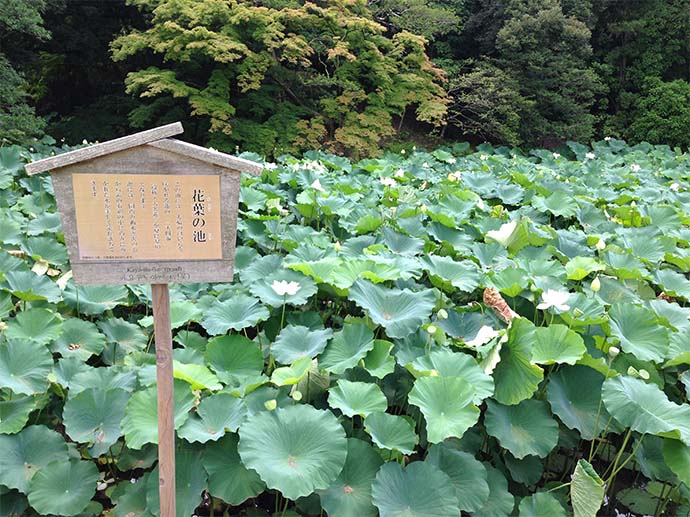 花葉之池 