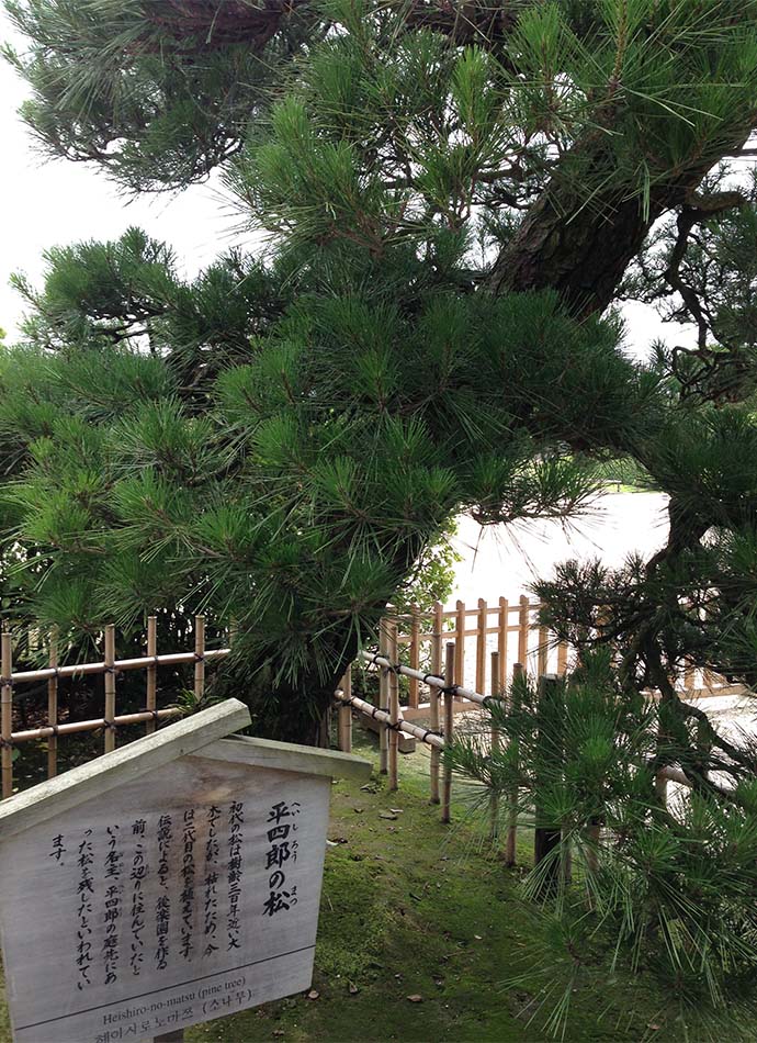 平四郎之松