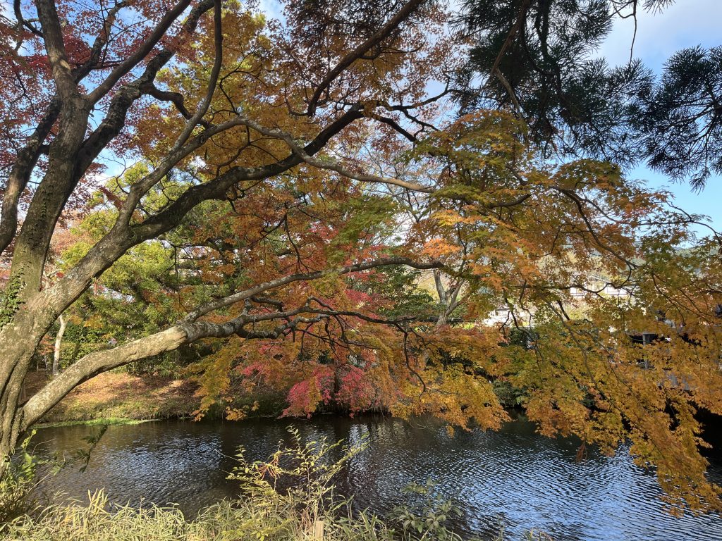 金鱗湖取景角度