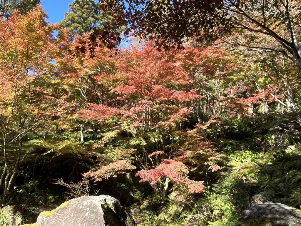 戶外楓林散策路徑中的自然庭園景致