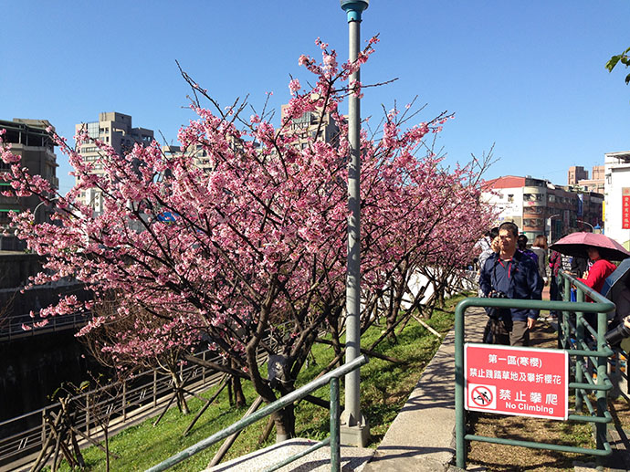 內溝溪沿岸的寒櫻步道
