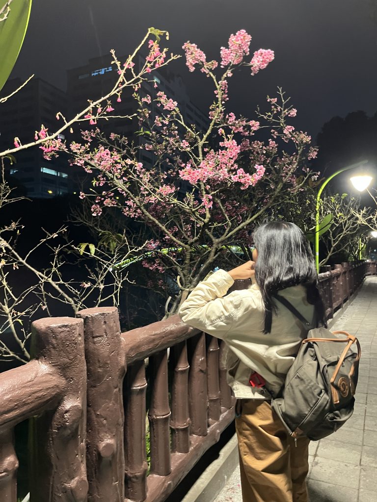 八重櫻
