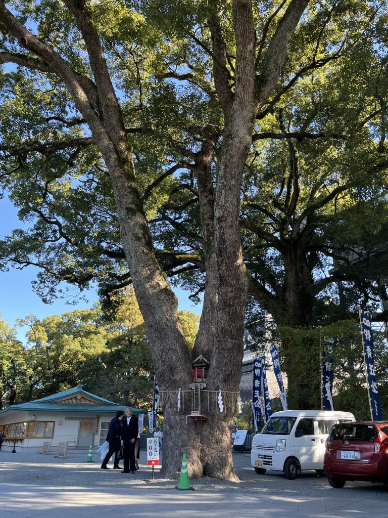加藤清正親手栽種樹齡超過 400 年的樟樹