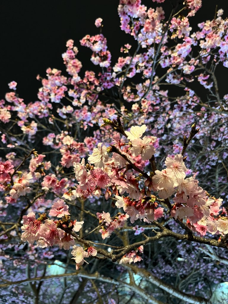 寒櫻