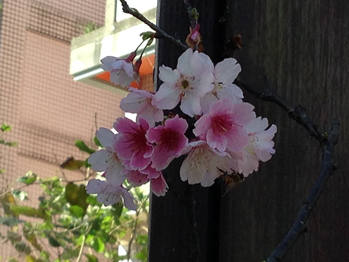 寒櫻