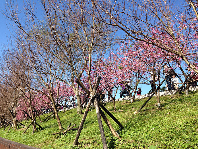 櫻花步道坡面