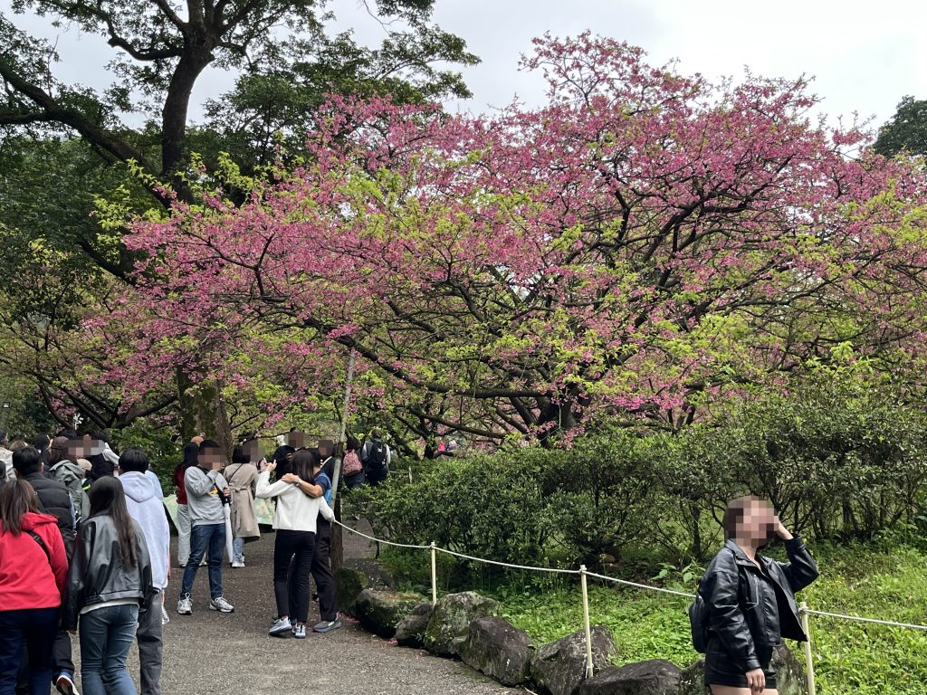 天元宮後山櫻花