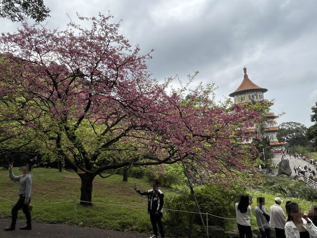 天元宮後山櫻花