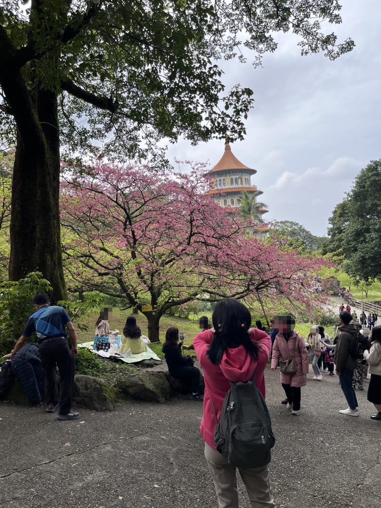 天元宮後山櫻花