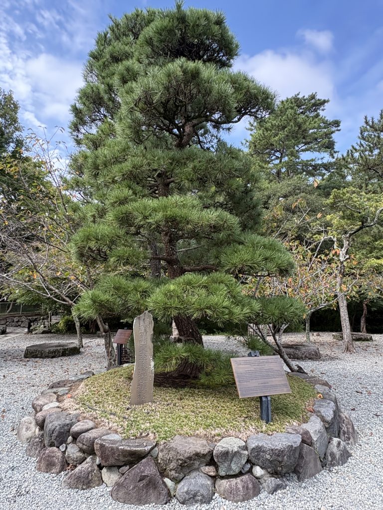 暹羅國皇室手植的紀念松樹